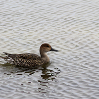 Buy canvas prints of  Female Pintail Duck by Rebecca Giles