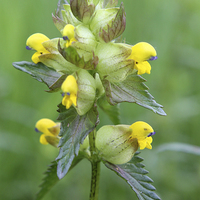Buy canvas prints of  Rhinanthus minor  by Rebecca Giles