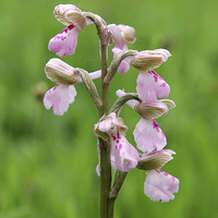 Buy canvas prints of  Green-winged Orchid by Rebecca Giles