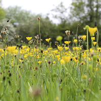 Buy canvas prints of  Field of Buttercups by Rebecca Giles