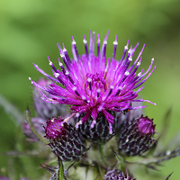 Buy canvas prints of  Common Knapweed by Rebecca Giles