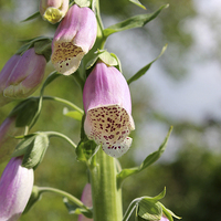 Buy canvas prints of  Foxglove by Rebecca Giles