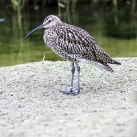 Buy canvas prints of Curlew by Rebecca Giles