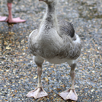 Buy canvas prints of  Baby Greylag Goose by Rebecca Giles