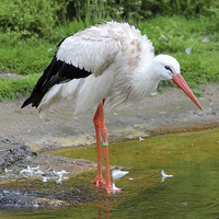 Buy canvas prints of  White Stork by Rebecca Giles