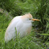 Buy canvas prints of  Cattle Egret by Rebecca Giles