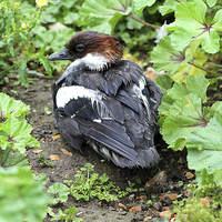 Buy canvas prints of Smew by Rebecca Giles