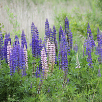 Buy canvas prints of  Lupins by Rebecca Giles