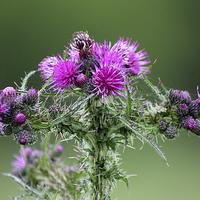 Buy canvas prints of  Marsh Thistle by Rebecca Giles