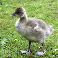 Buy canvas prints of  Greylag Goose baby by Rebecca Giles