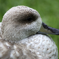 Buy canvas prints of  Marbled Duck Headshot by Rebecca Giles