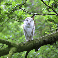 Buy canvas prints of  Barn Owl by Rebecca Giles