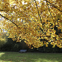 Buy canvas prints of  Single Bench in Greenwich Park - Autumn by Rebecca Giles