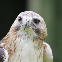 Buy canvas prints of  Buzzard head shot side on   by Rebecca Giles