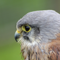 Buy canvas prints of  Kestrel side on  by Rebecca Giles