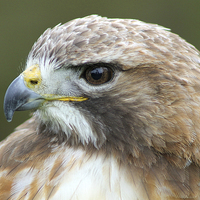 Buy canvas prints of  Broad-winged Hawk head shot  by Rebecca Giles