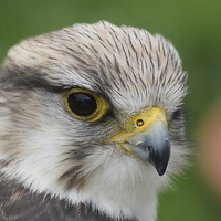 Buy canvas prints of  Lanner Falcon  by Rebecca Giles