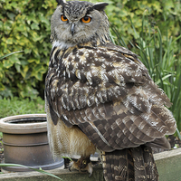 Buy canvas prints of  Eurasian Eagle Owl head on  by Rebecca Giles