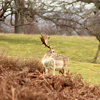 Buy canvas prints of Deer at Knole by Rebecca Giles