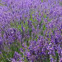 Buy canvas prints of Lavender Fields by Rebecca Giles