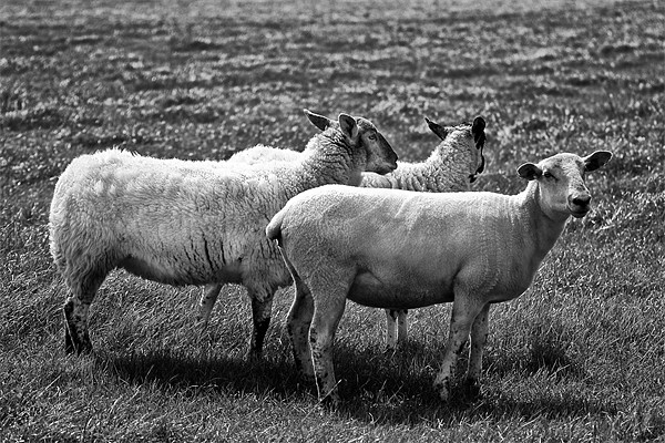 Sheep in Black and White Picture Board by Jay Lethbridge
