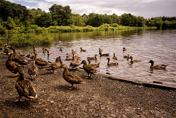 Raft of Ducks Picture Board by Jay Lethbridge