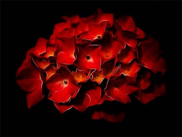 Red Hydrangea Fractalius Picture Board by Jay Lethbridge