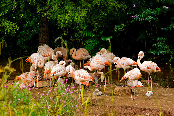 Chilean Flamingo Picture Board by Jay Lethbridge