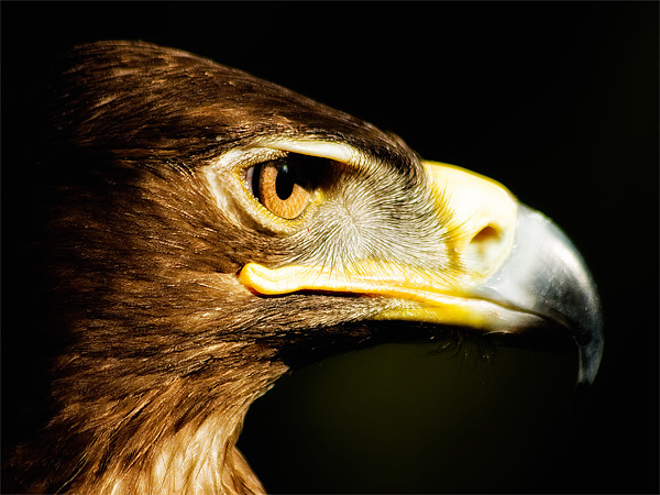 Eagle Eye - Steppes Eagle profile Picture Board by Jay Lethbridge