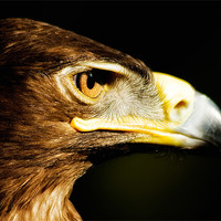 Buy canvas prints of Eagle Eye - Steppes Eagle profile by Jay Lethbridge