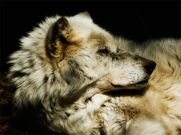 Grey Wolf Resting Picture Board by Jay Lethbridge