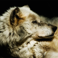 Buy canvas prints of Grey Wolf Resting by Jay Lethbridge