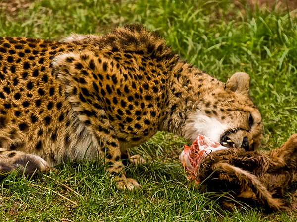 Cheetah (Acinonyx jubatus) Picture Board by Jay Lethbridge