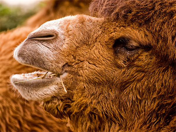 Bactrian Camel (Camelus bactrianus) Picture Board by Jay Lethbridge