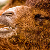 Buy canvas prints of Bactrian Camel (Camelus bactrianus) by Jay Lethbridge
