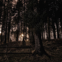 Buy canvas prints of Glow in the Woods by Jay Lethbridge