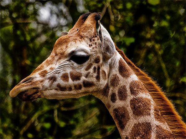 Giraffe (giraffa camelopardalis) Picture Board by Jay Lethbridge