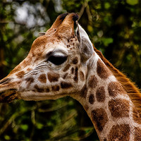 Buy canvas prints of Giraffe (giraffa camelopardalis) by Jay Lethbridge