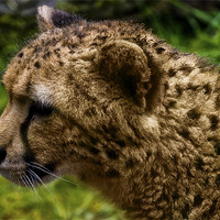 Buy canvas prints of Cheetah (Acinonyx jubatus) by Jay Lethbridge