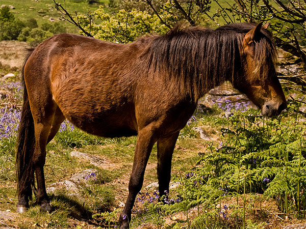 Dartmoor Pony Picture Board by Jay Lethbridge