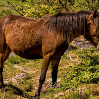 Buy canvas prints of Dartmoor Pony by Jay Lethbridge