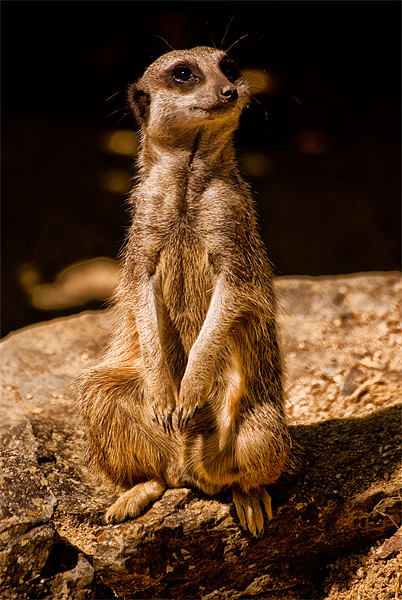 Meerkat or Suricate (Suricata suricatta) Picture Board by Jay Lethbridge