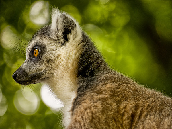 Ring Tailed Lemur (Lemur catta) Picture Board by Jay Lethbridge