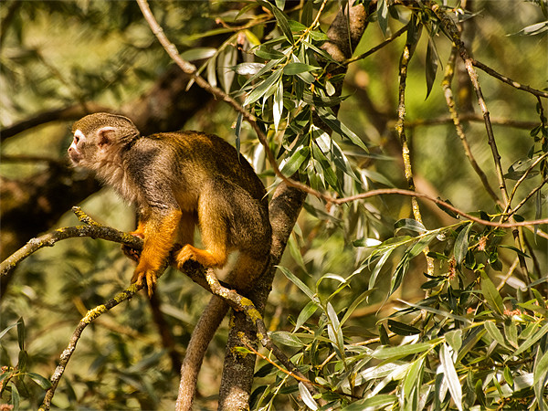 Squirrel Monkey Picture Board by Jay Lethbridge
