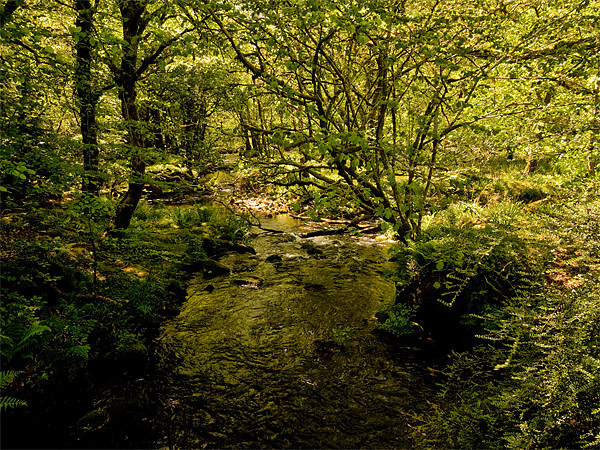 River Meavy, Dartmoor Picture Board by Jay Lethbridge