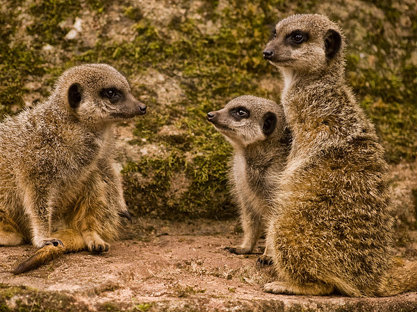 Slender Tailed Meerkats Picture Board by Jay Lethbridge