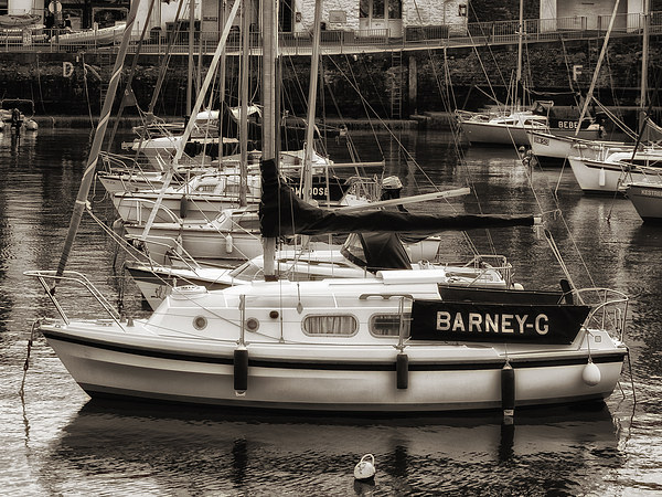 Barney G at Paignton Harbour Picture Board by Jay Lethbridge