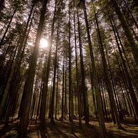 Buy canvas prints of Sunlight through the Trees at Stover by Jay Lethbridge