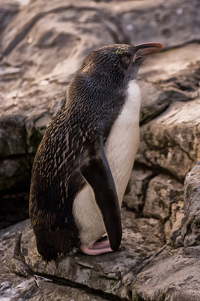 Macaroni Penguin (Eudyptes chrysolophus) Picture Board by Jay Lethbridge