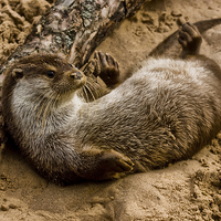 Buy canvas prints of Eurasian Otter (Lutra lutra) by Jay Lethbridge